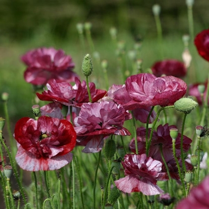Picture of Papaver Rhoeas - Pandora